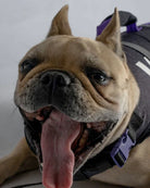 Follow Wake Dog Floating Aid | Black